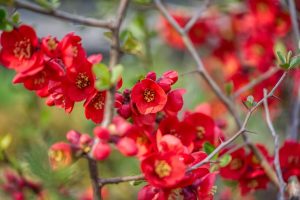 Utilizările fructelor de gutui japonez