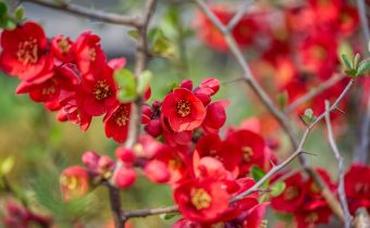 Utilizările fructelor de gutui japonez