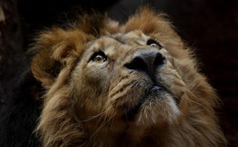 Program și trasee recomandate la Zoo Brașov