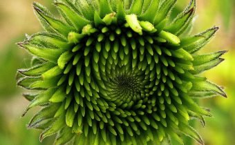 Cum se administrează corect echinacea