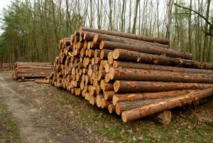 Ce sancțiuni există pentru furtul de material lemnos