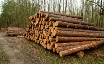 Ce sancțiuni există pentru furtul de material lemnos